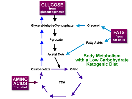 diagram of metabolism